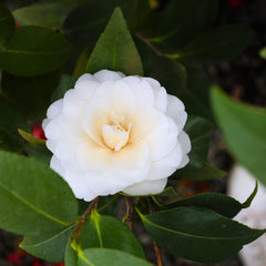 Camellia Near Me | Jacksonville | ProGreen Services