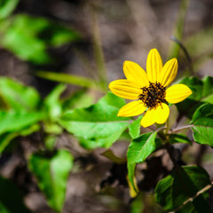 Dune Sunflower Near Me | Jacksonville | ProGreen Services