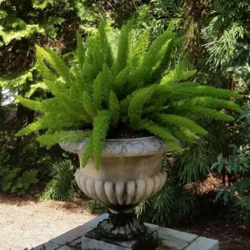 Foxtail Fern Near Me | Jacksonville | ProGreen Services