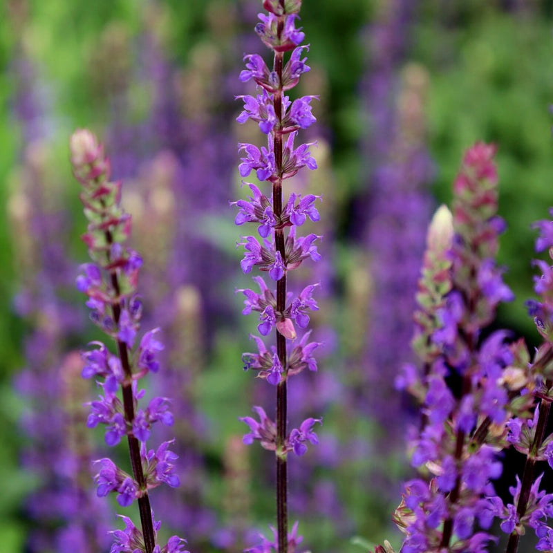 Salvia | In Stock | Near Me