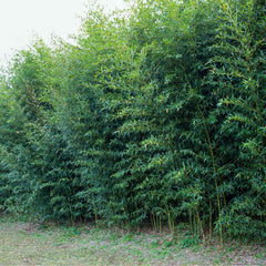 Bamboo Near Me | Jacksonville | ProGreen Services