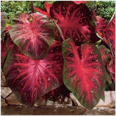 Caladium