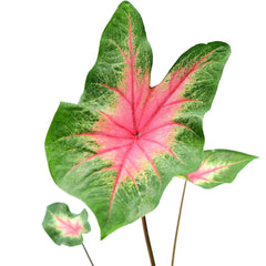 Caladium