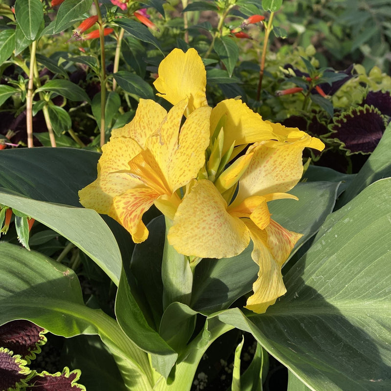 Canna Lily Near Me | Jacksonville | ProGreen Services