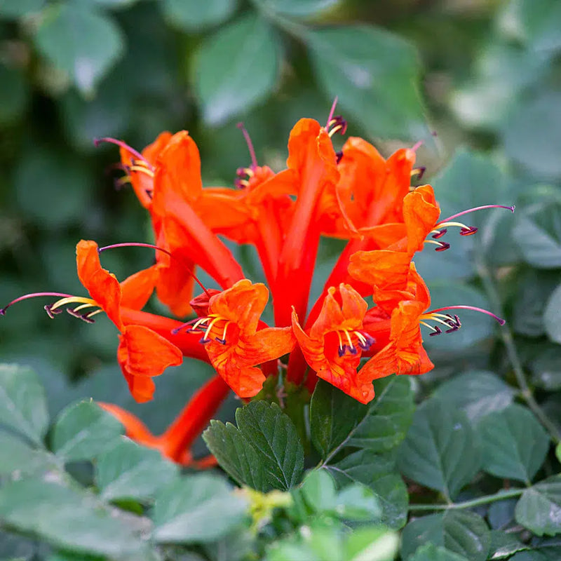 Cape Honeysuckle Near Me | Jacksonville | ProGreen Services