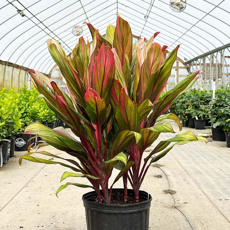 Cordyline Near Me | Jacksonville | ProGreen Services