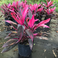 Cordyline Near Me | Jacksonville | ProGreen Services