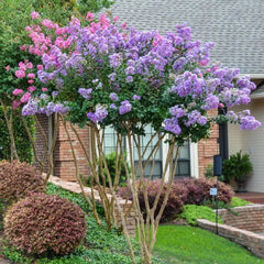 Crape Myrtle Near Me | Jacksonville | ProGreen Services