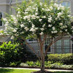 Crape Myrtle Near Me | Jacksonville | ProGreen Services