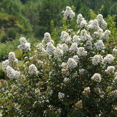 Crape Myrtle Near Me | Jacksonville | ProGreen Services