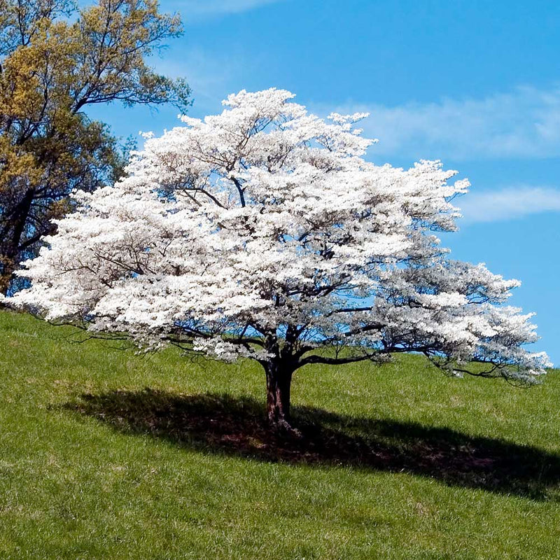 Dogwood Tree Near Me | Jacksonville | ProGreen Services