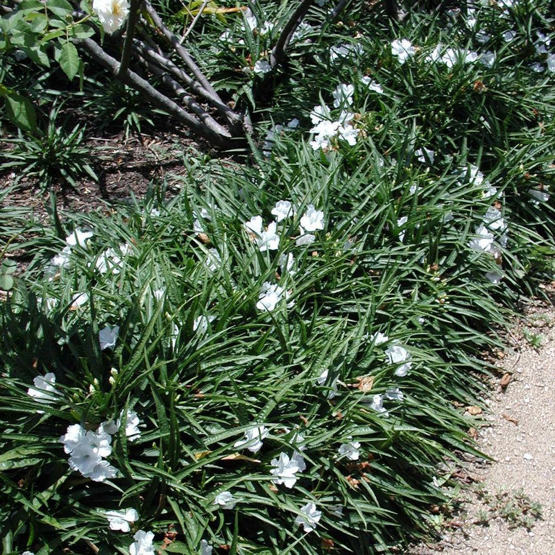 Dwarf Ruellia Near Me | Jacksonville | ProGreen Services