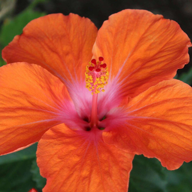 Hibiscus Near Me | Jacksonville | ProGreen Services