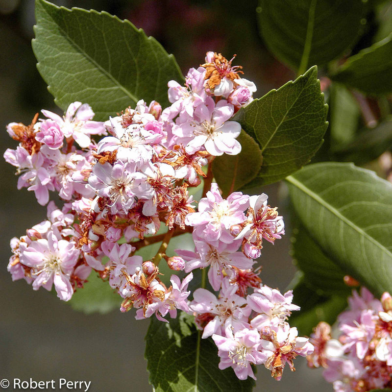 Indian Hawthorn Majestic Beauty Near Me | Jacksonville | ProGreen Services