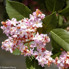 Indian Hawthorn Majestic Beauty Near Me | Jacksonville | ProGreen Services