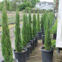 Italian Cypress Tree Near Me | Jacksonville | ProGreen Services
