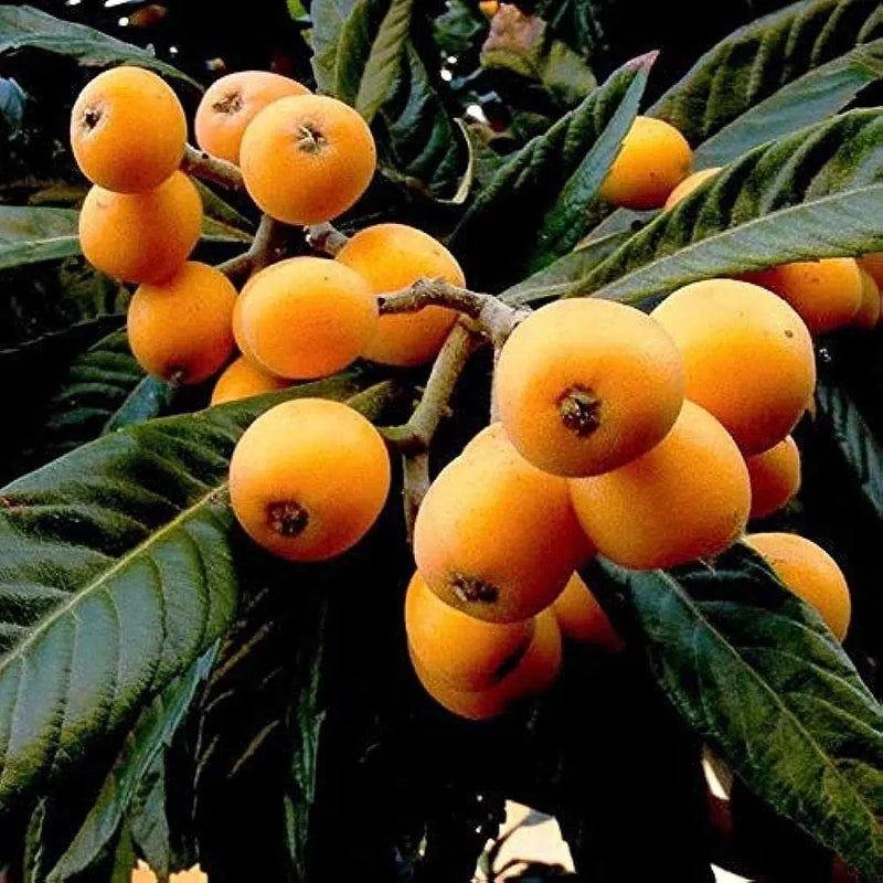 Loquat Near Me | Jacksonville | ProGreen Services