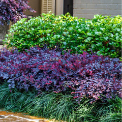 Loropetalum Near Me | Jacksonville | ProGreen Services