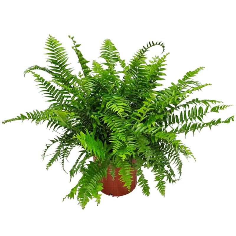 Macho Fern Near Me | Jacksonville | ProGreen Services