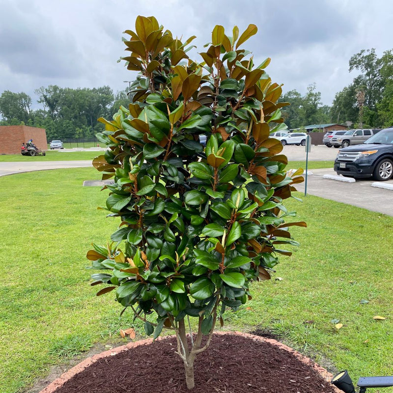 Magnolia Tree Near Me | Jacksonville | ProGreen Services