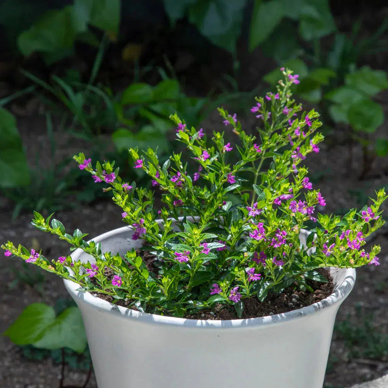 Mexican Heather Near Me | Jacksonville | ProGreen Services