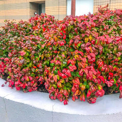 Nandina Firepower Near Me | Jacksonville | ProGreen Services