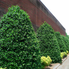 Nandina Firepower Near Me | Jacksonville | ProGreen Services