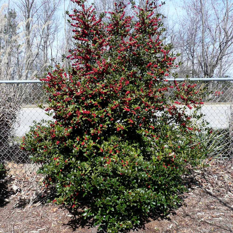 Oak Leaf Holly Near Me | Jacksonville | ProGreen Services