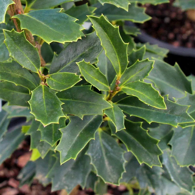 Oak Leaf Holly Near Me | Jacksonville | ProGreen Services