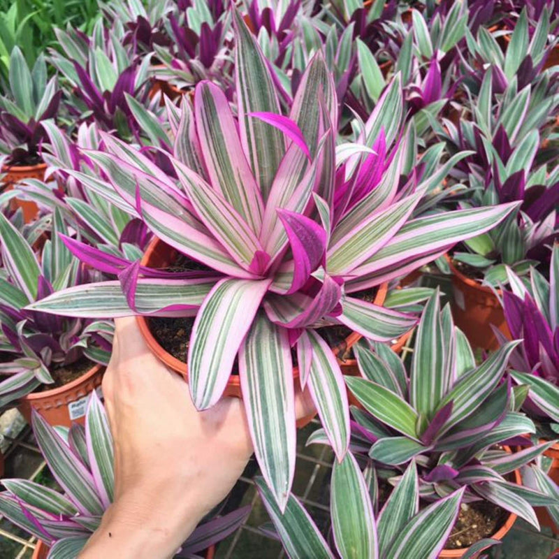 Oyster Plant Near Me | Jacksonville | ProGreen Services