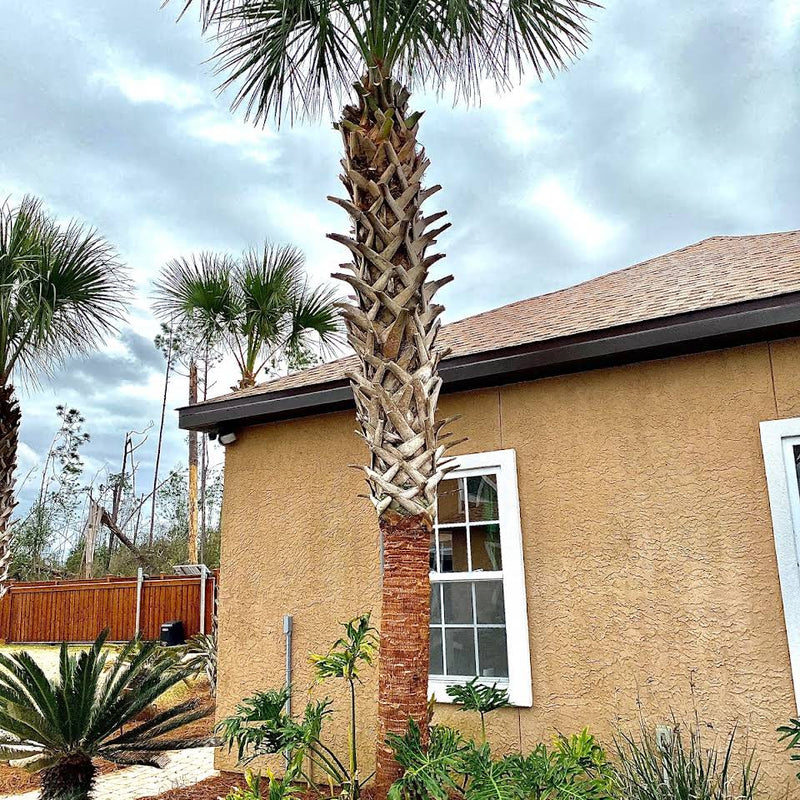 Palm Tree "Boot" Removal Near Me | Jacksonville | ProGreen Services