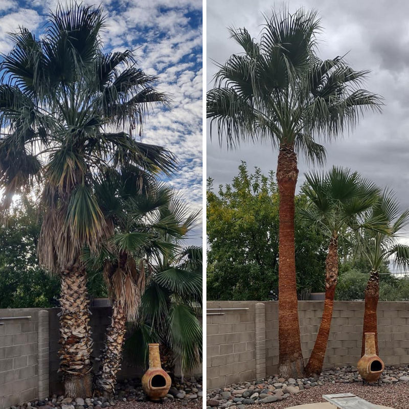 Palm Tree "Boot" Removal Near Me | Jacksonville | ProGreen Services