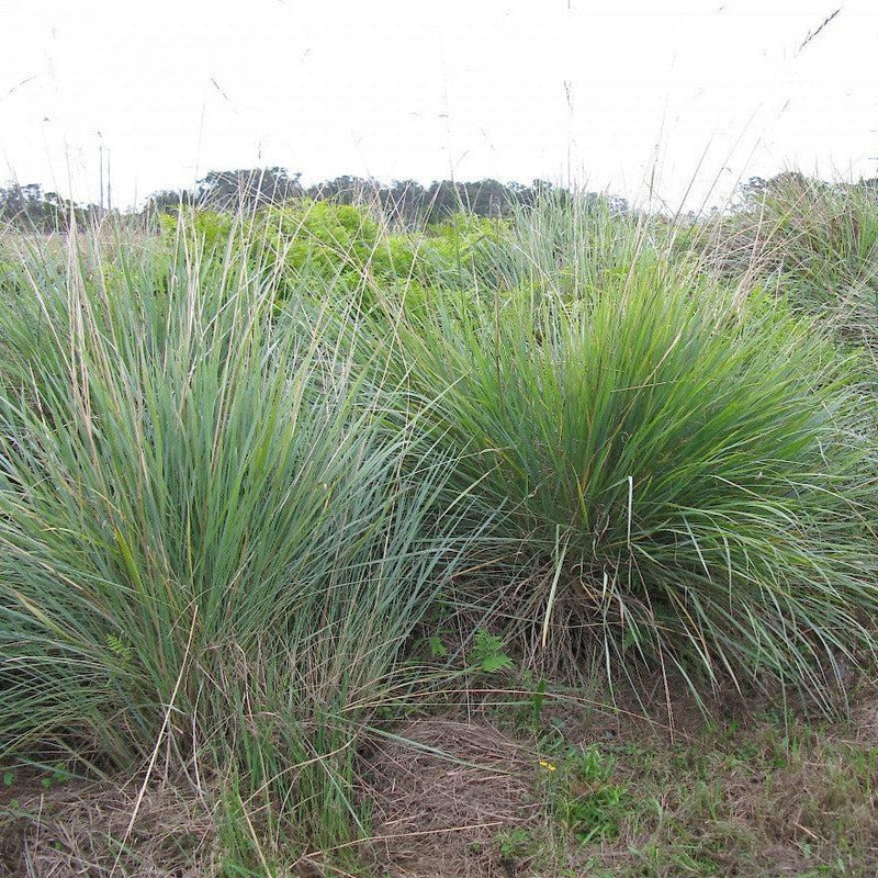 Paspalum Quadrifarium Grass Near Me | Jacksonville | ProGreen Services