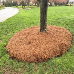 Pine Straw | Per Bale Near Me | Jacksonville | ProGreen Services