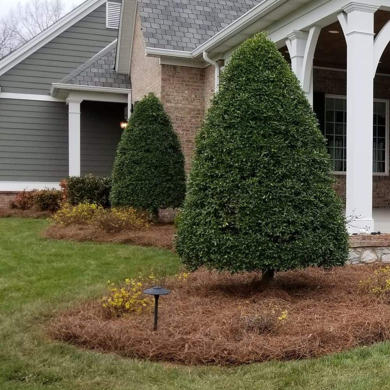 Pine Straw | Per Bale Near Me | Jacksonville | ProGreen Services