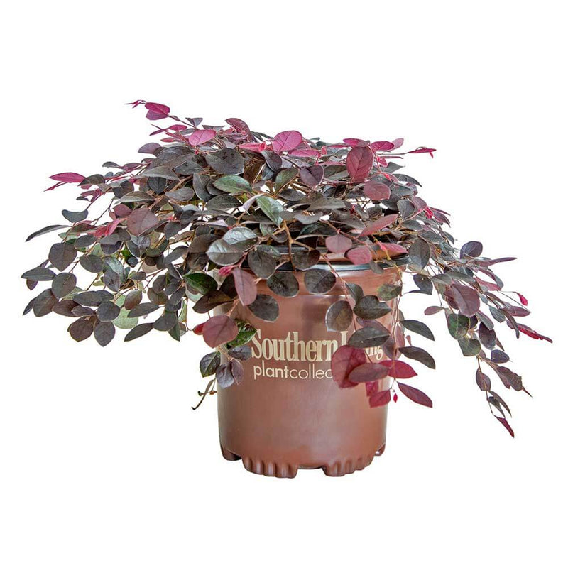 Purple Pixie Loropetalum Near Me | Jacksonville | ProGreen Services