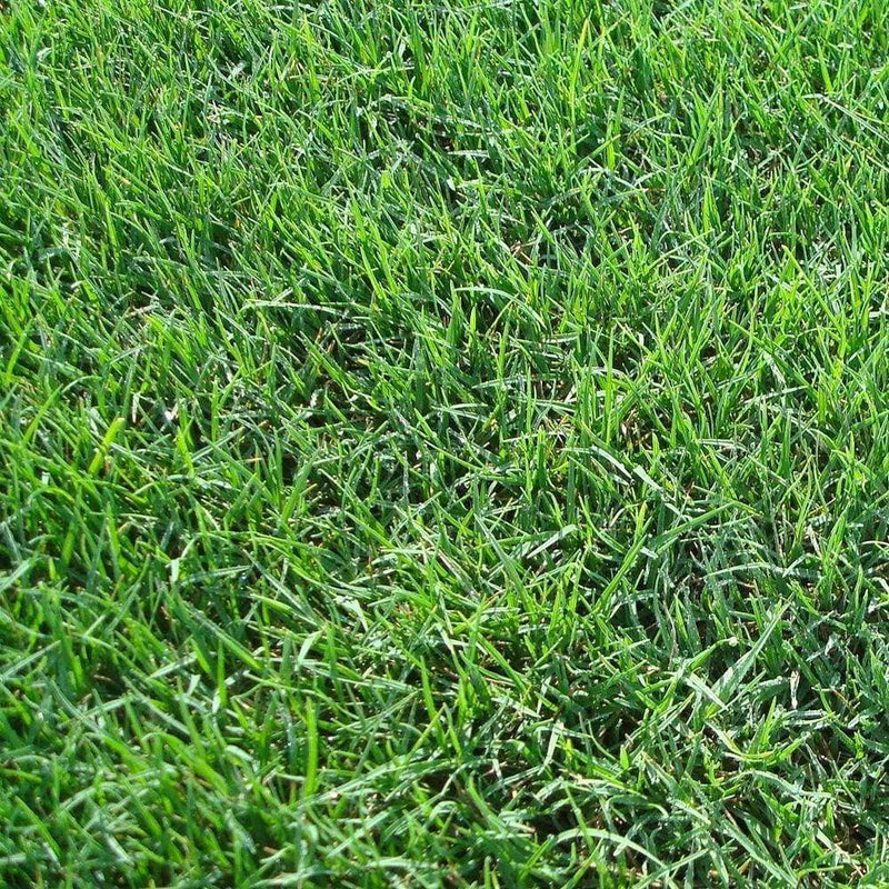 Sod & Grasses - All Varieties Delivered Near Me | Jacksonville | ProGreen Services