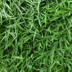 Sod & Grasses - All Varieties Delivered Near Me | Jacksonville | ProGreen Services