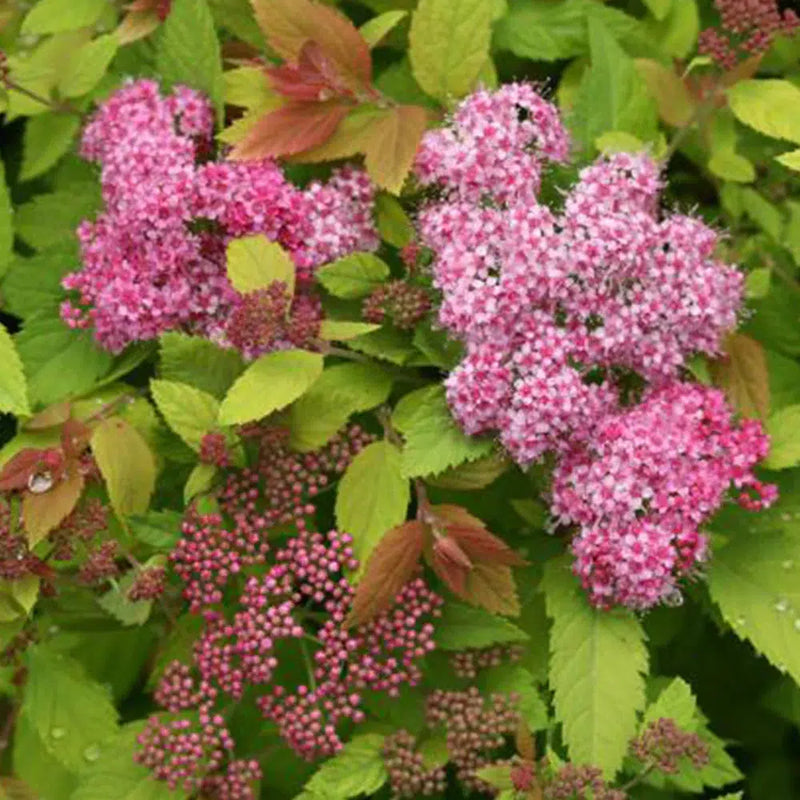 Spiraea Near Me | Jacksonville | ProGreen Services