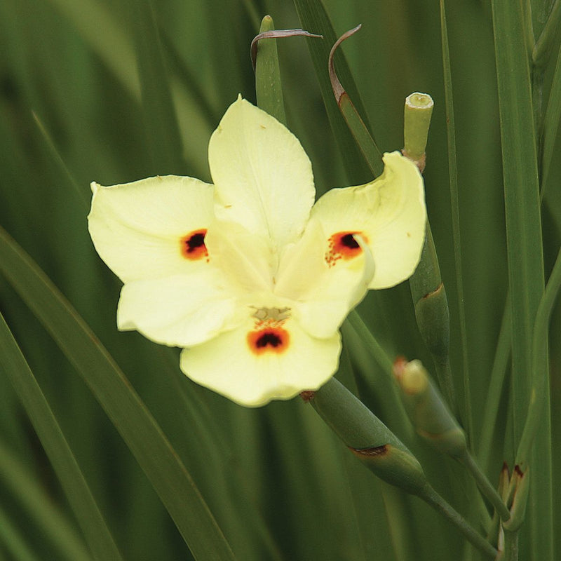 Yellow African Iris Near Me | Jacksonville | ProGreen Services